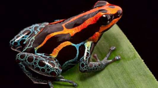 Aposematismo: quando il colore diventa un messaggio potente